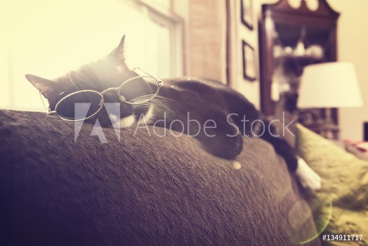 Picture of Black and White cat sleeping in the sun on top of a couch in the